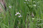 Virginia iris <BR>Blue flag iris